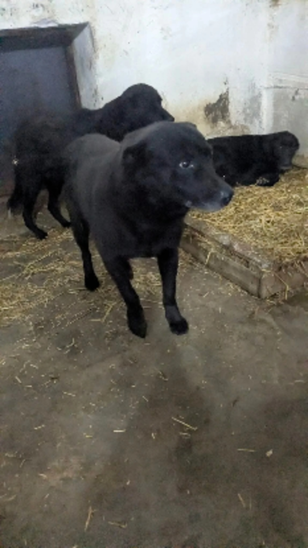 Adoption Emile