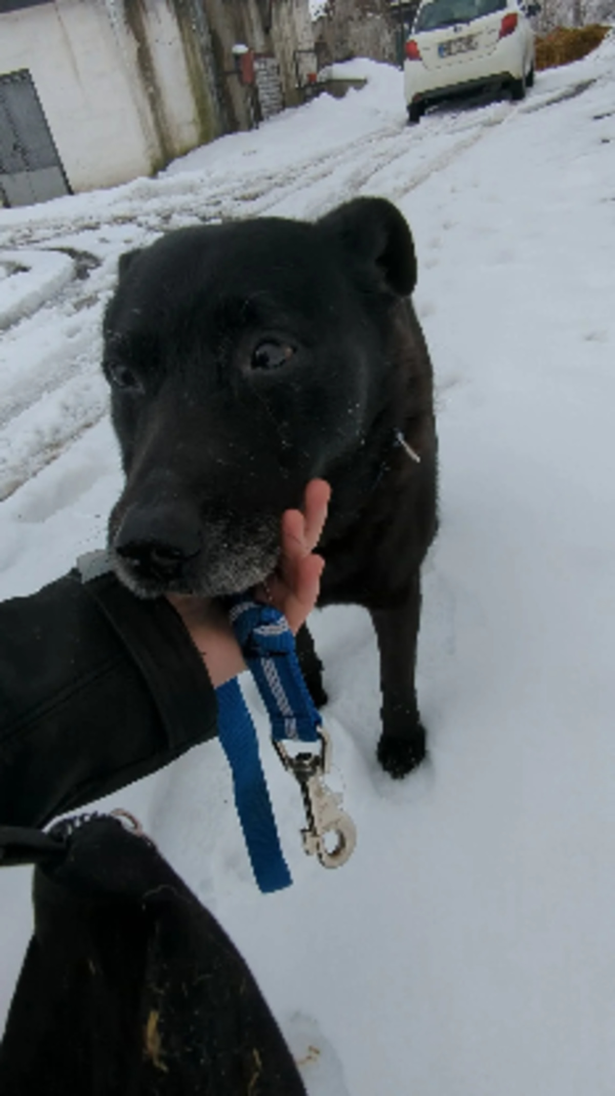 Adoption Emile