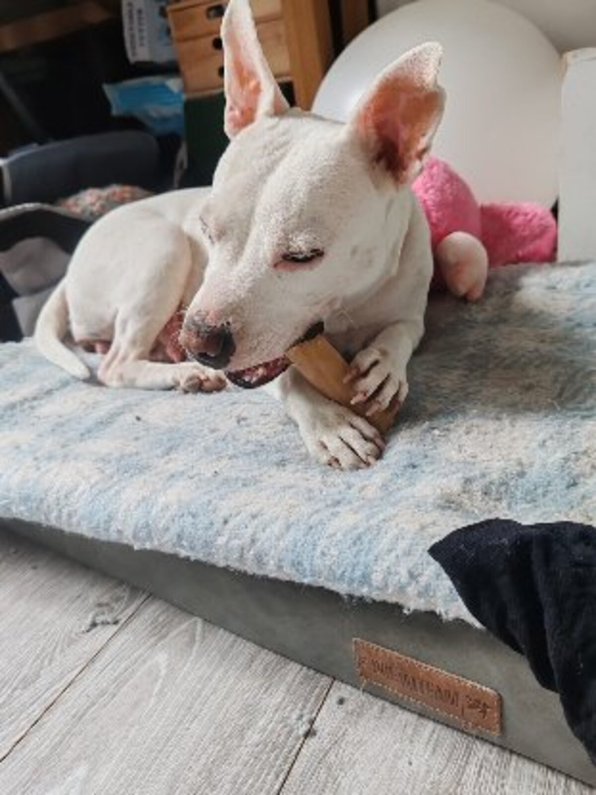 Adoption Emma
