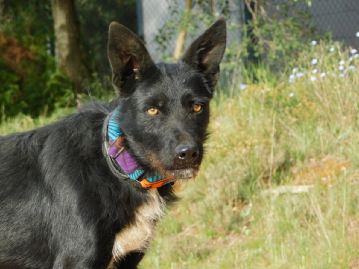 Adoption Eneko