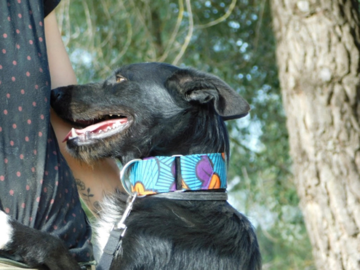 Adoption Eneko