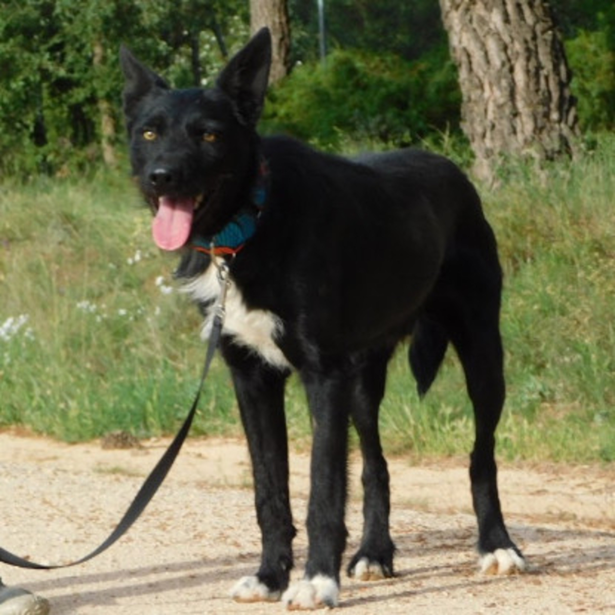 Adoption Eneko