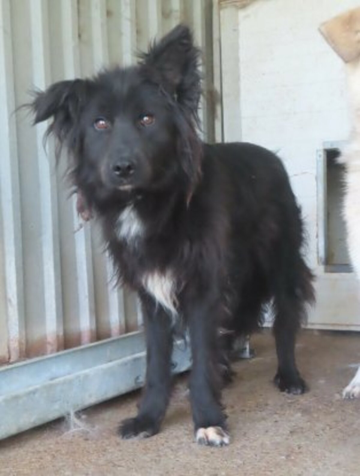 Adoption Eowyn