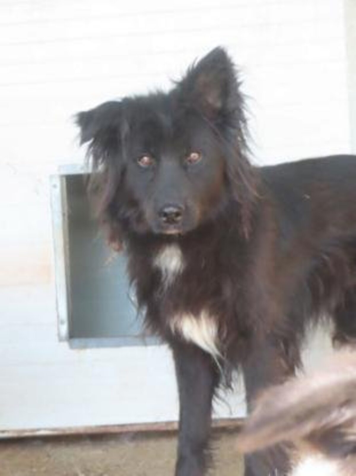 Adoption Eowyn