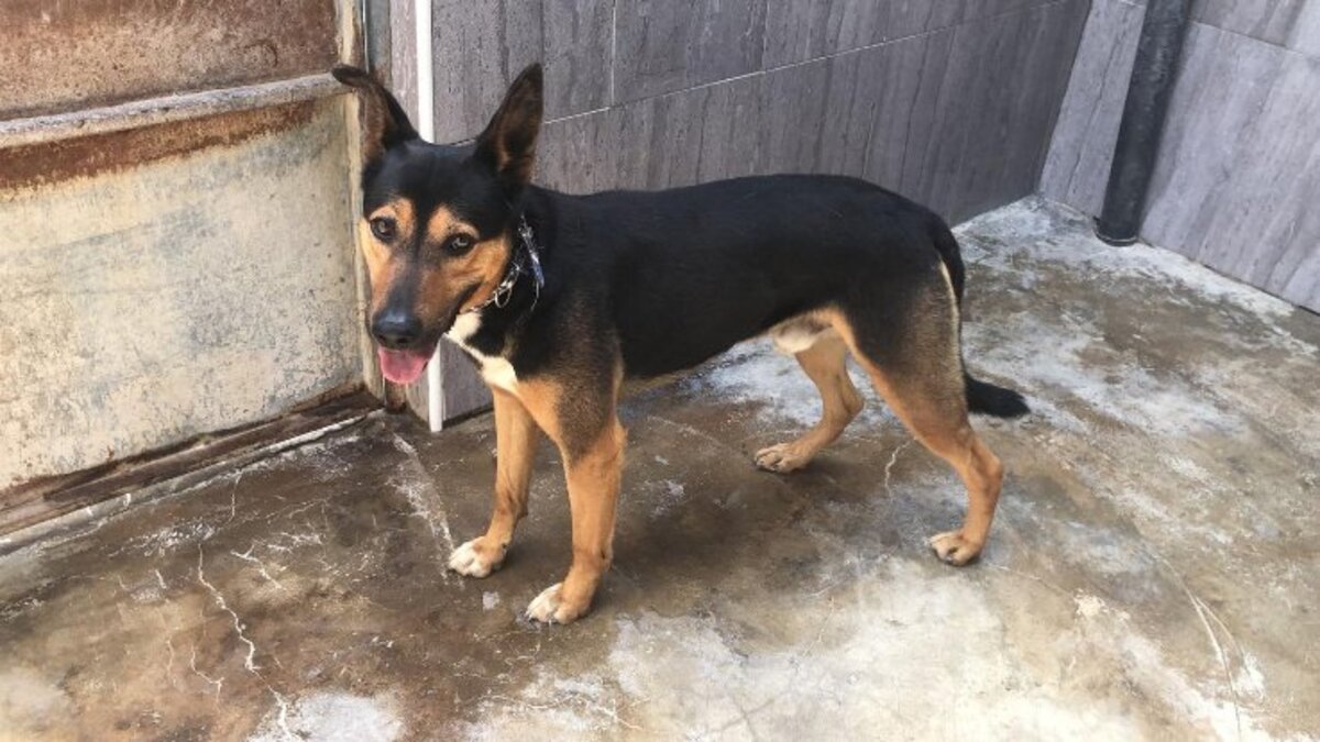 Adoption Eren