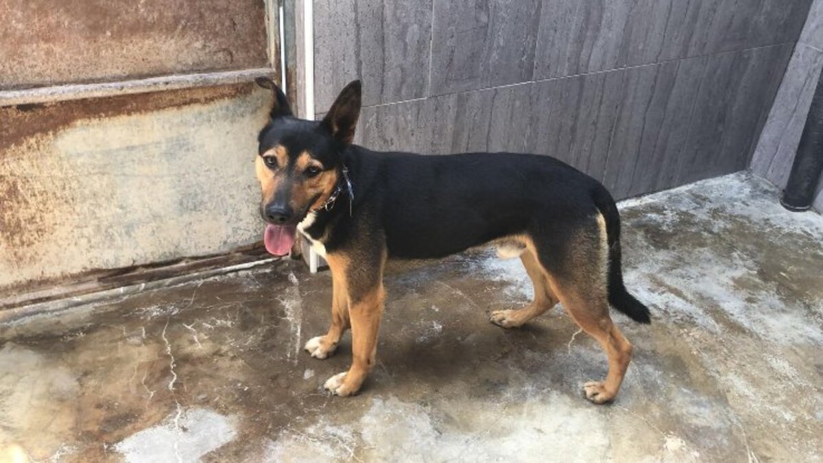 Adoption Eren