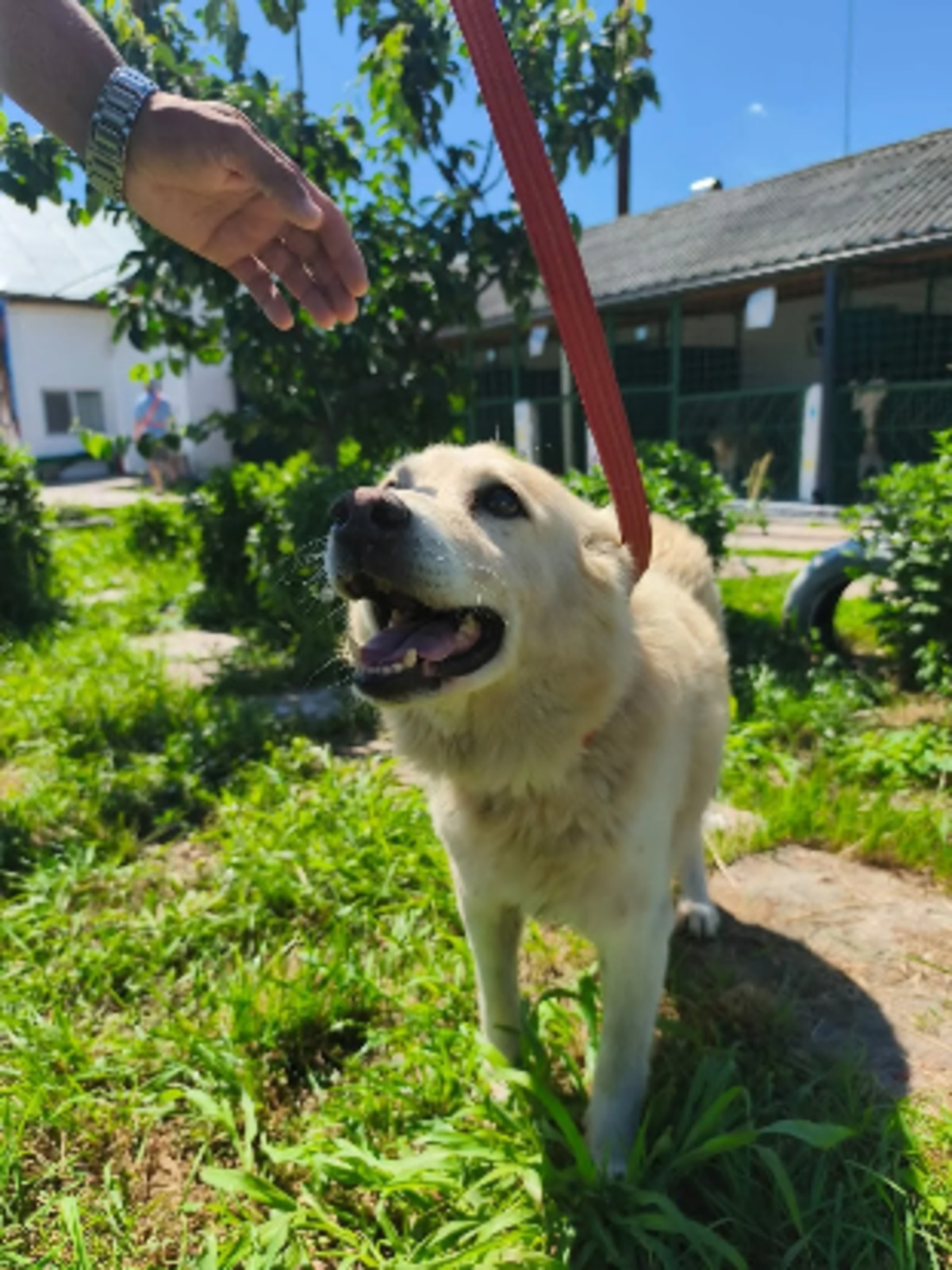 Adoption Ernest