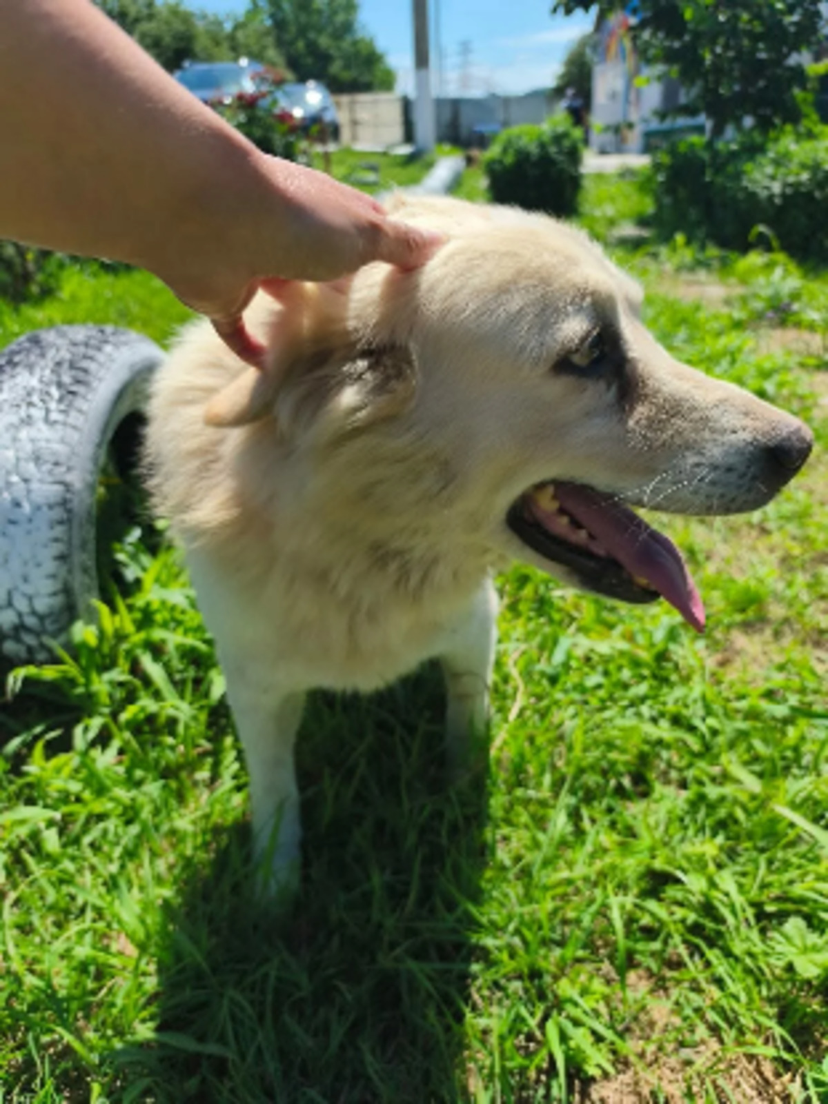 Adoption Ernest
