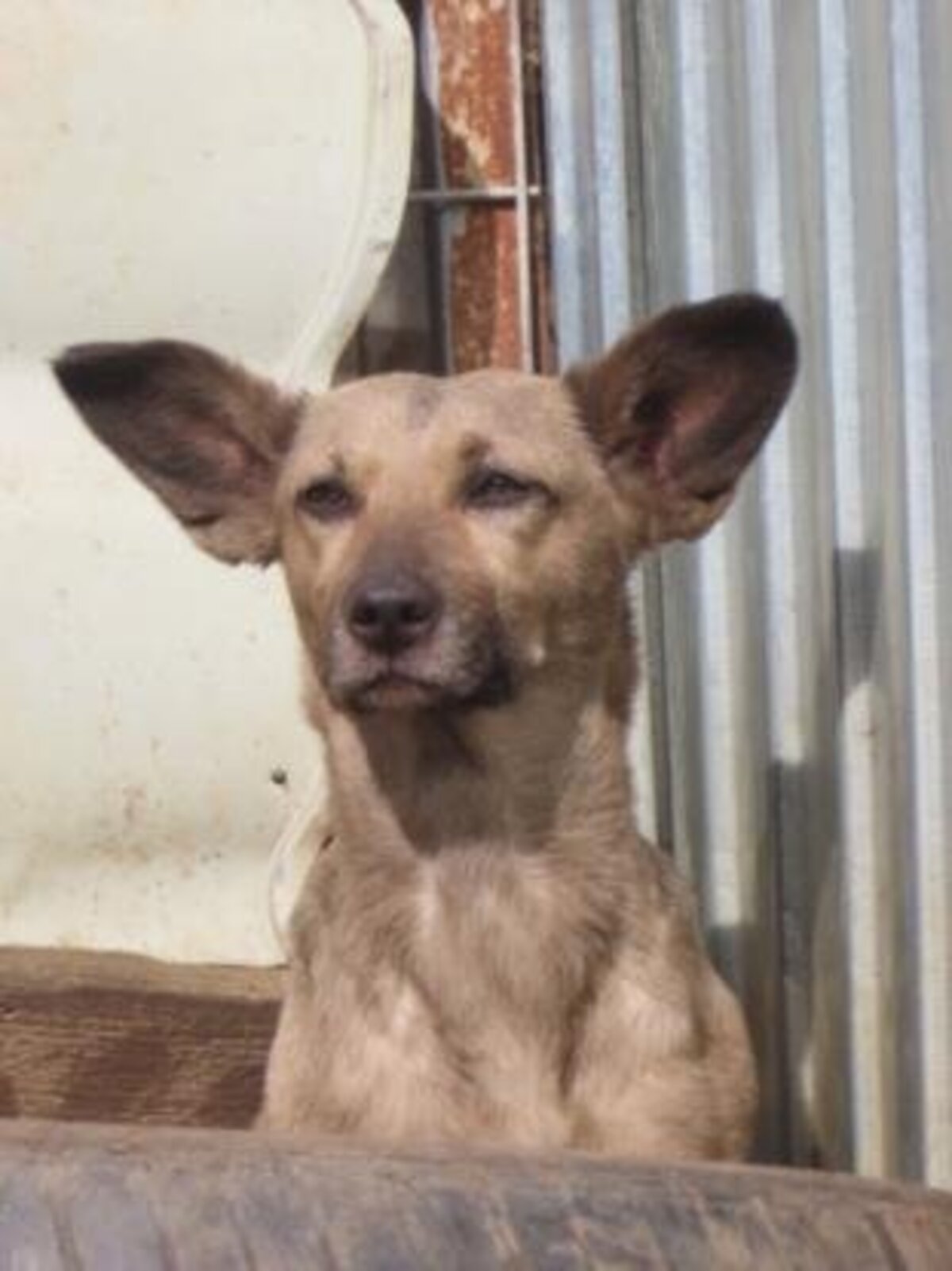 Adoption Ernestine