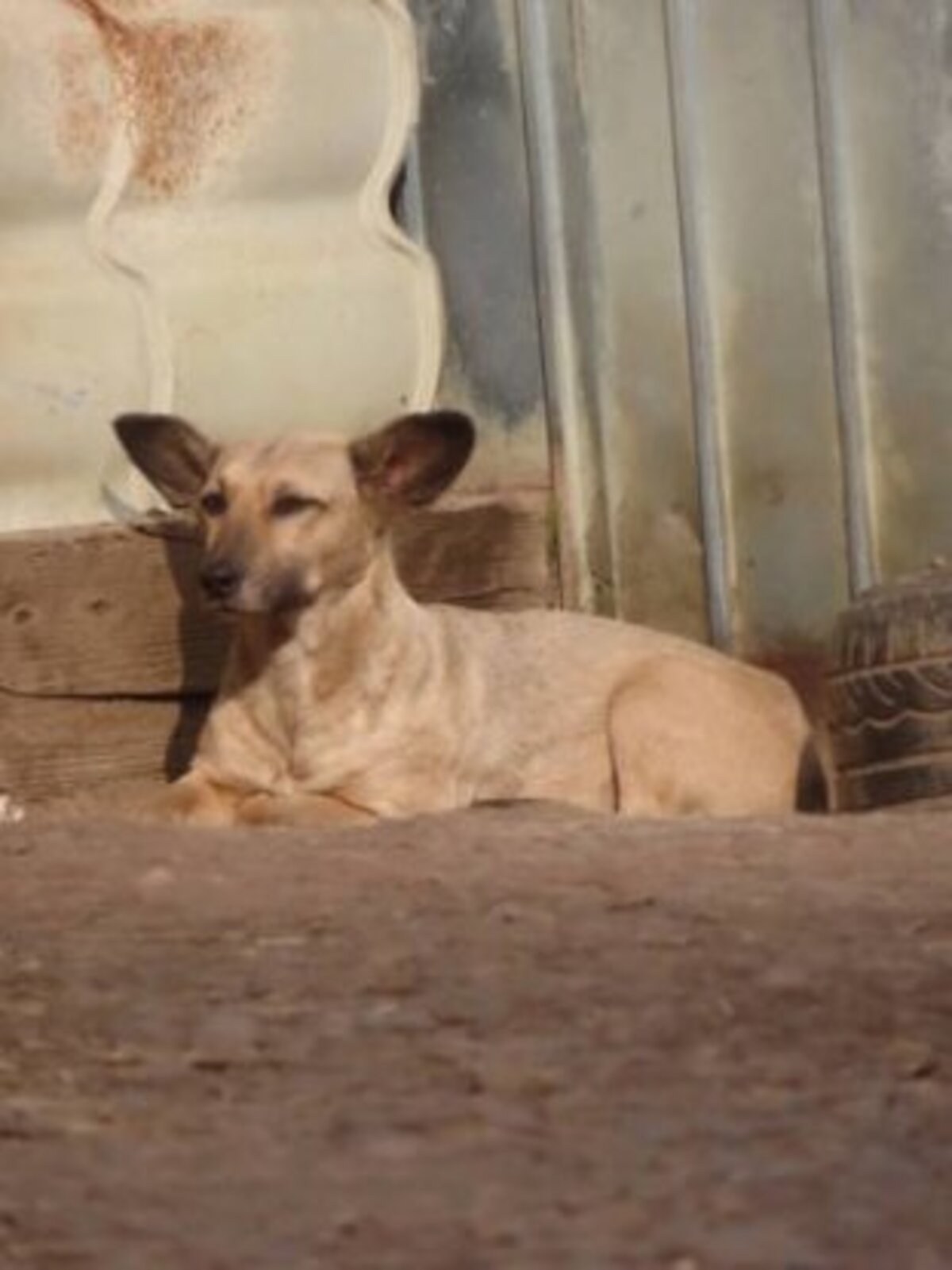 Adoption Ernestine