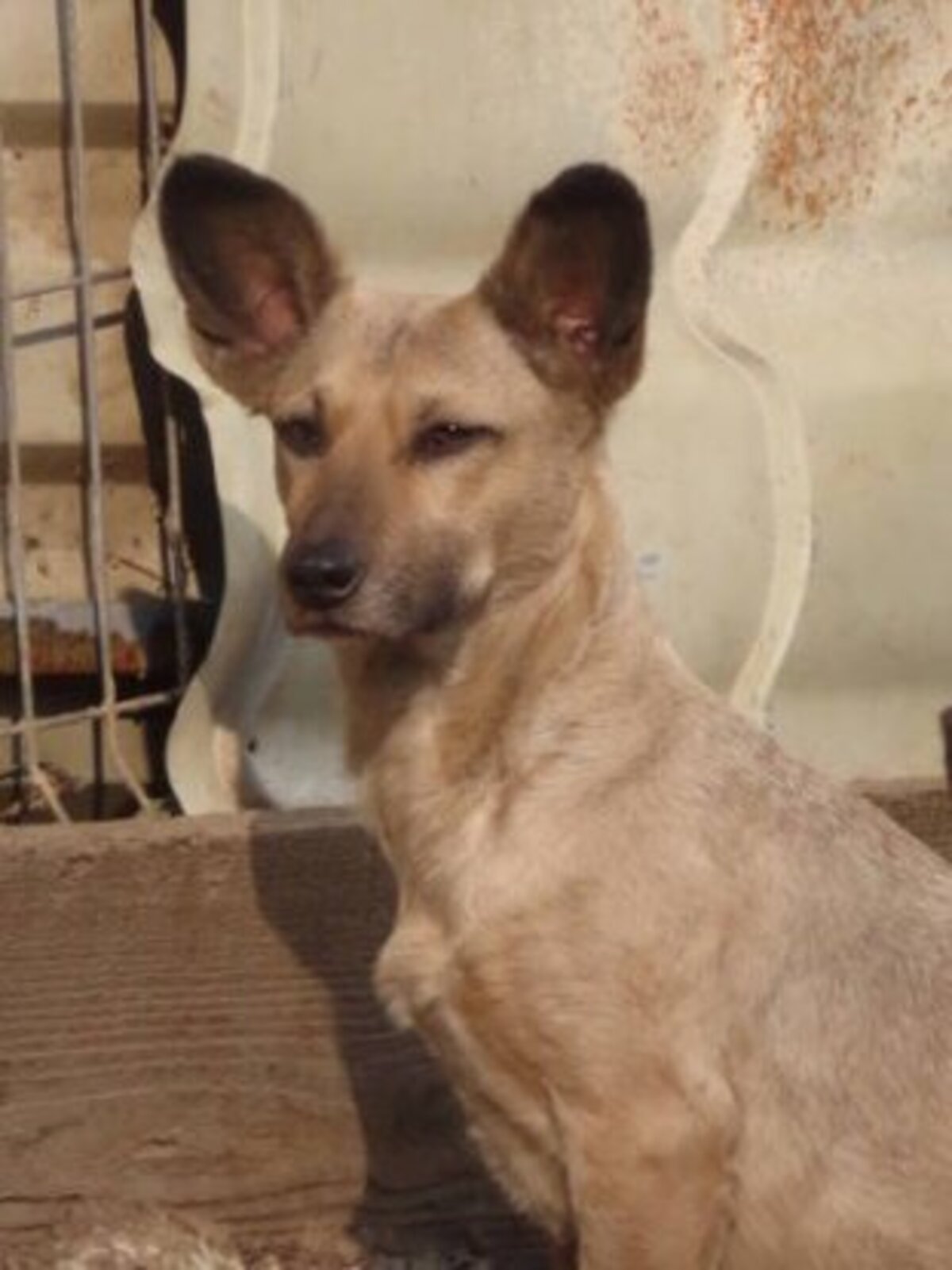 Adoption Ernestine