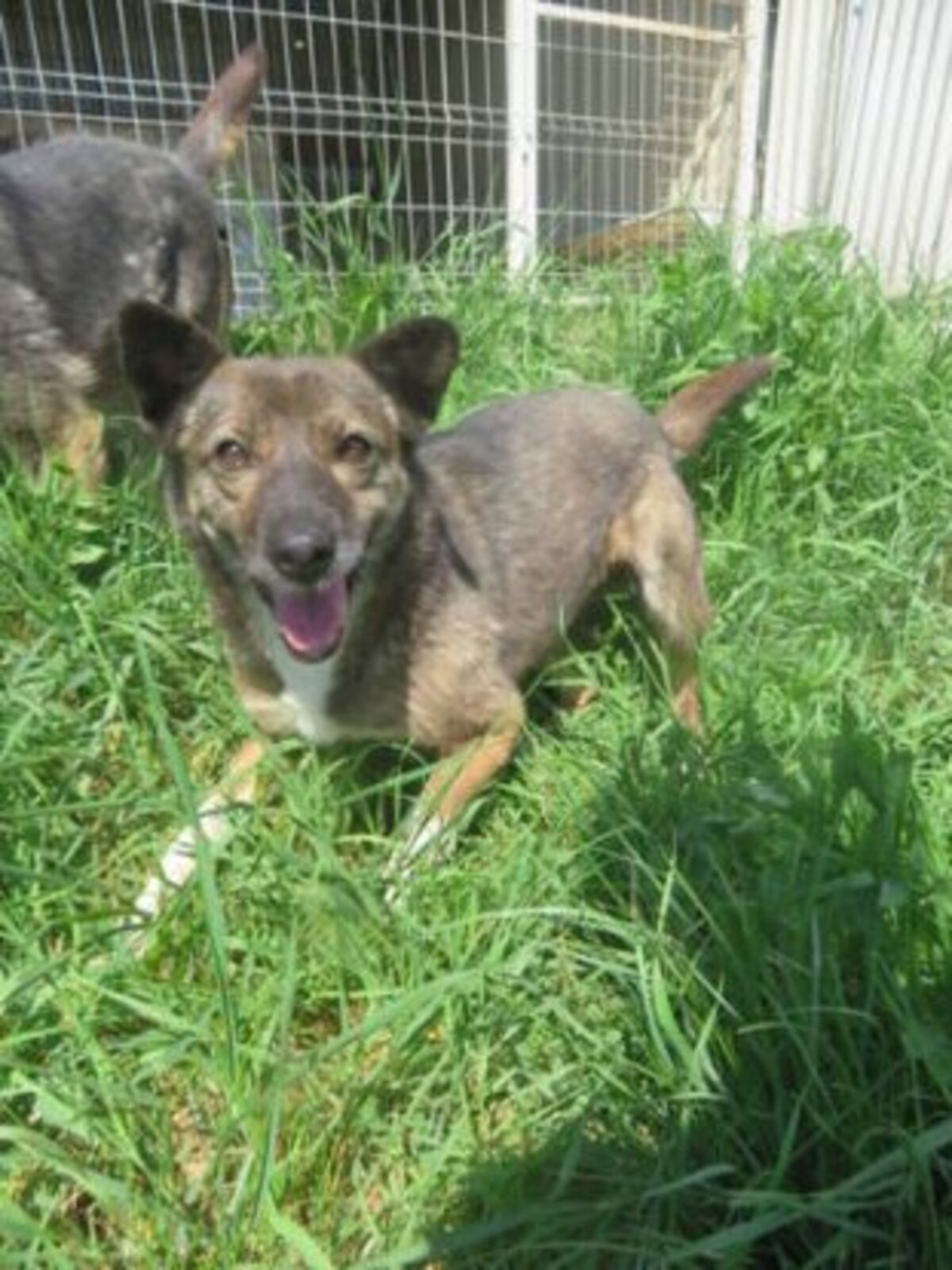 Adoption Erra