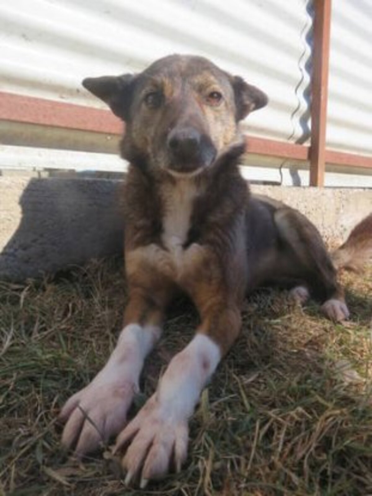 Adoption Erra