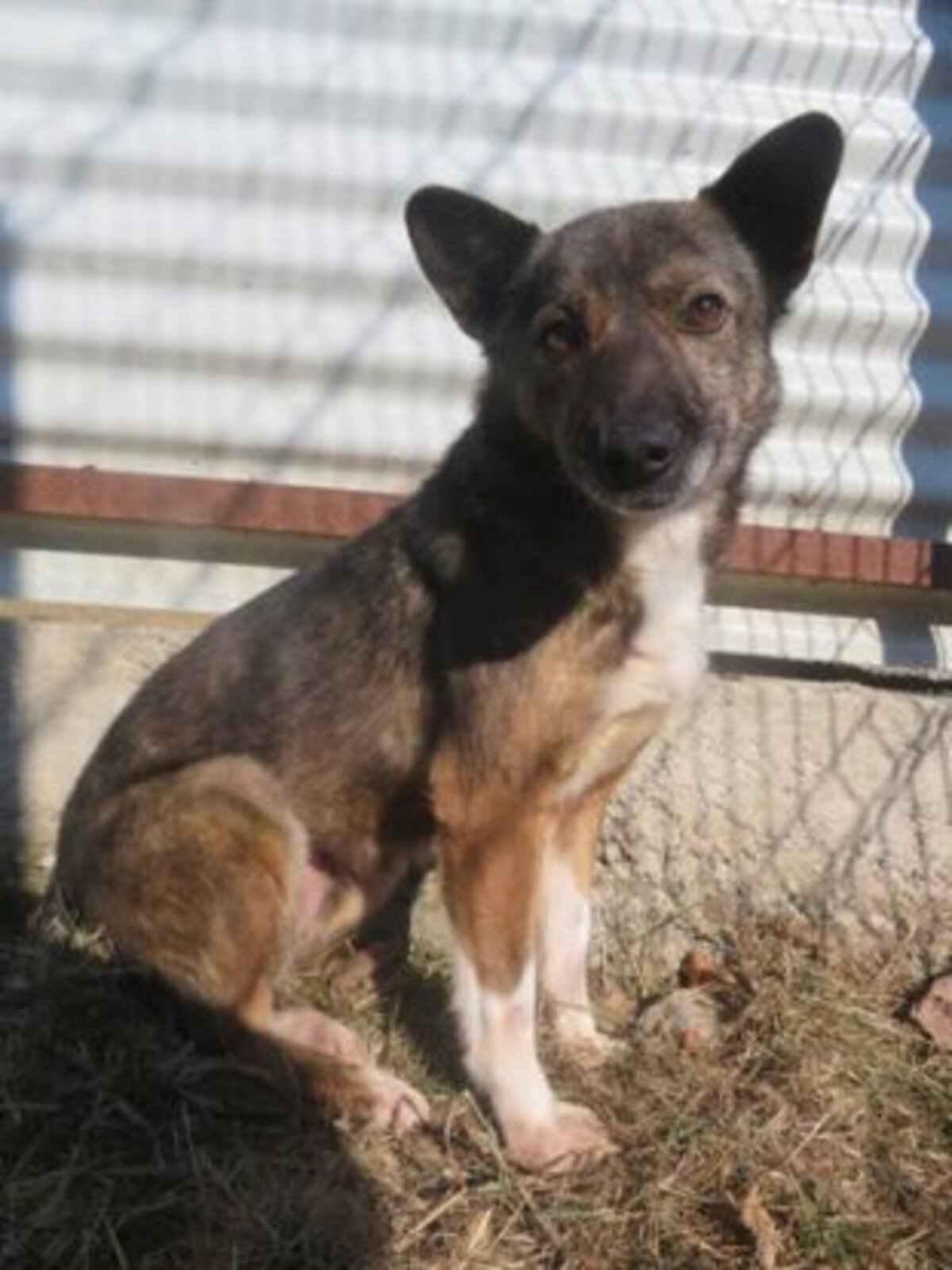 Adoption Erra