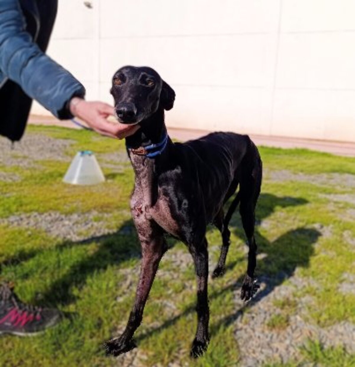 Adoption Erra