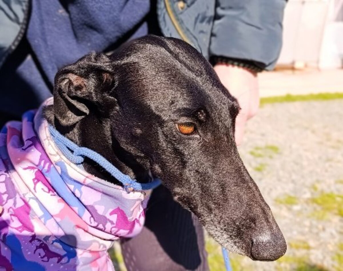Adoption Erra