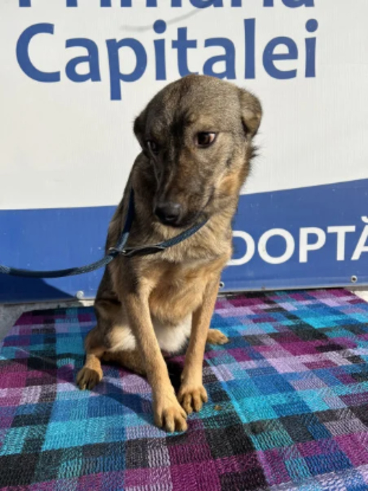 Adoption Esmée