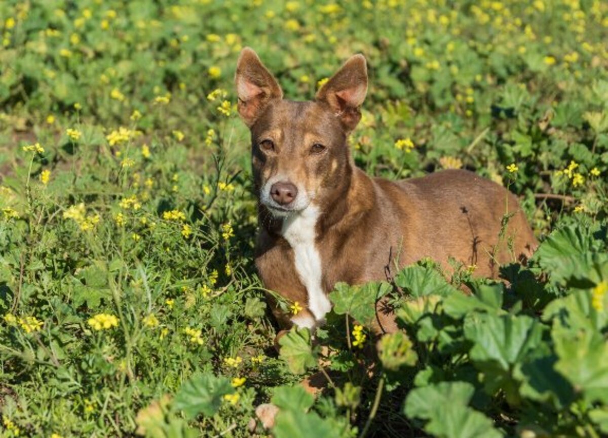 Adoption Estrella