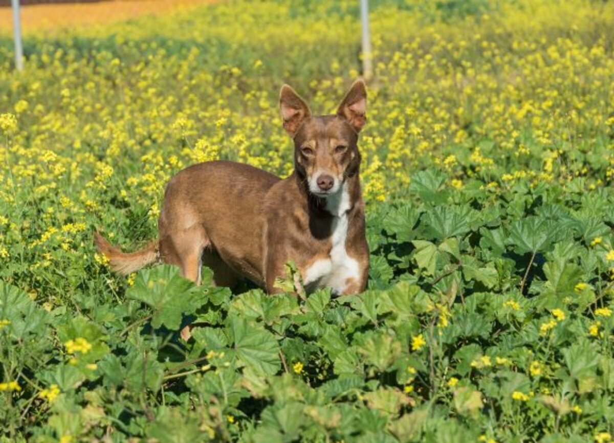 Adoption Estrella