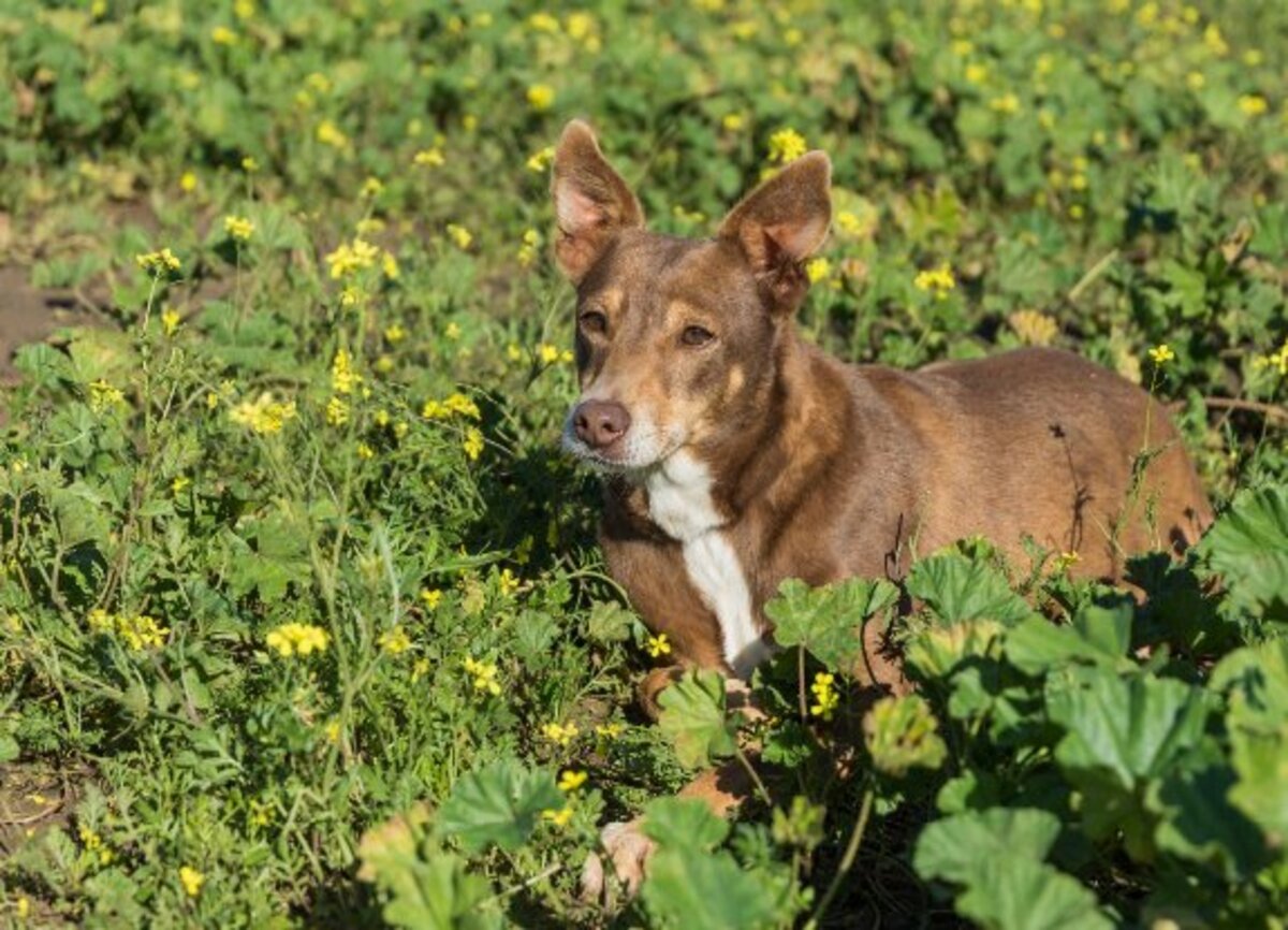Adoption Estrella