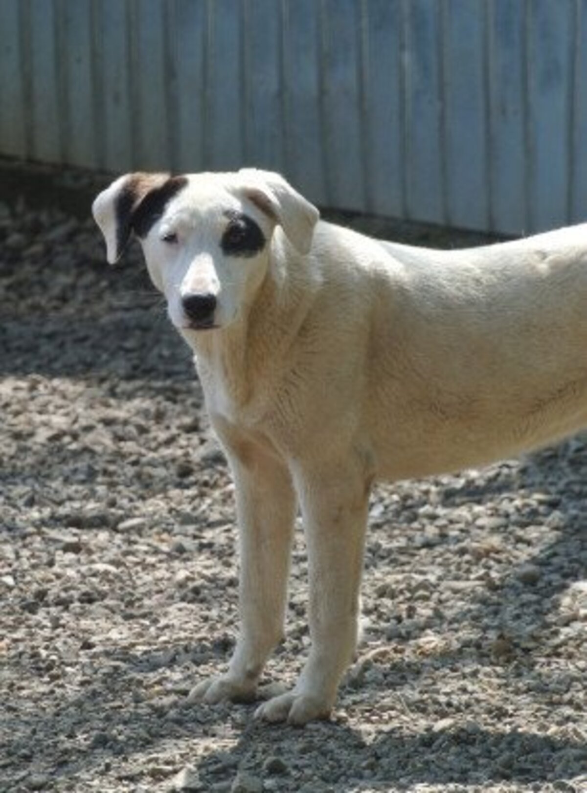 Adoption Etna