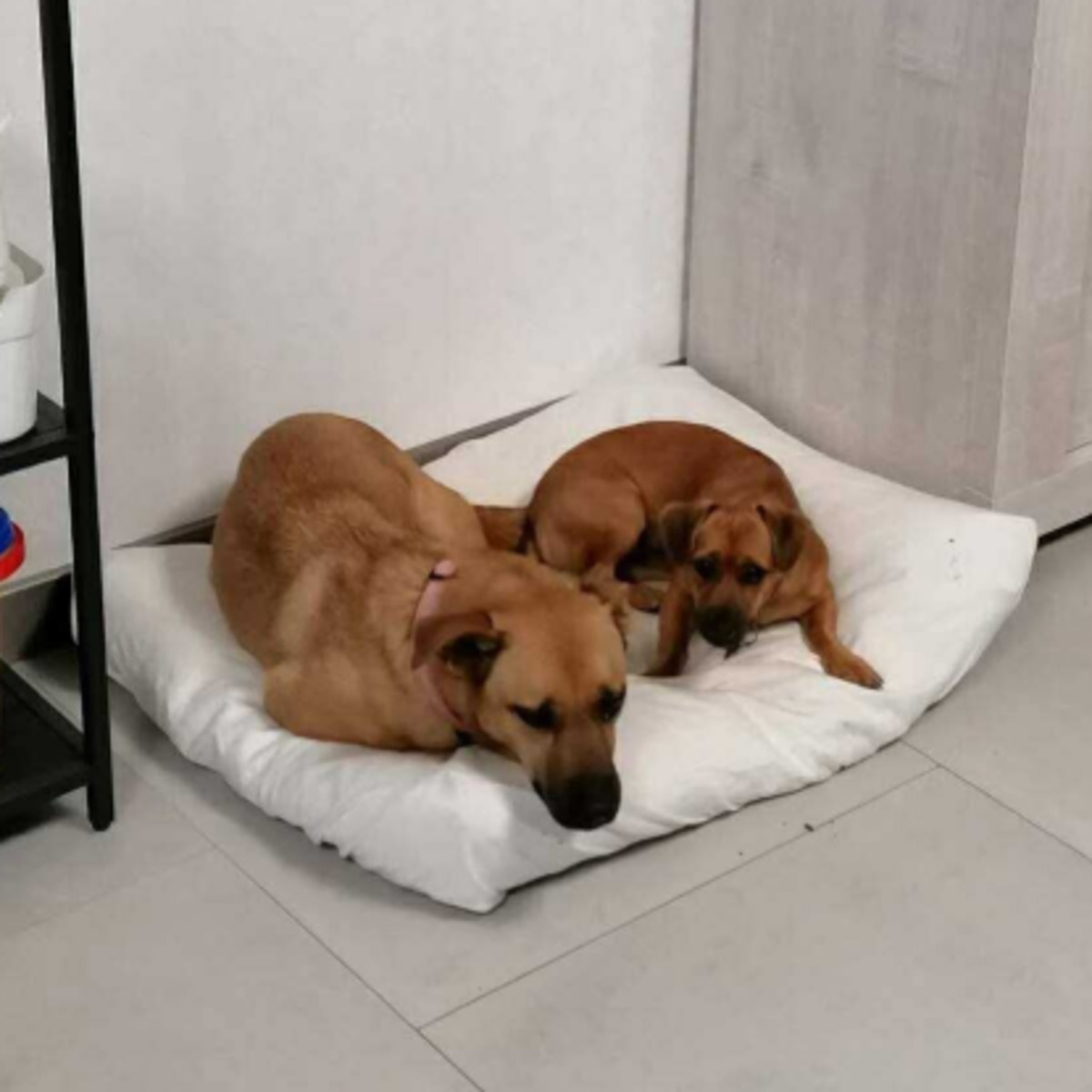 Adoption Eve