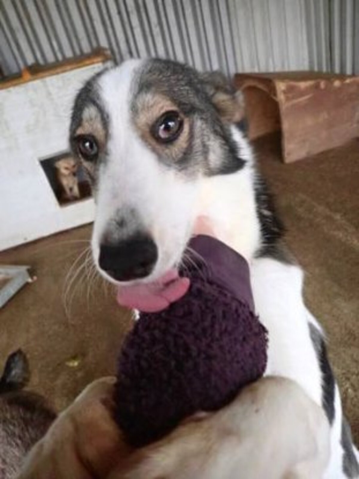 Adoption Ezra