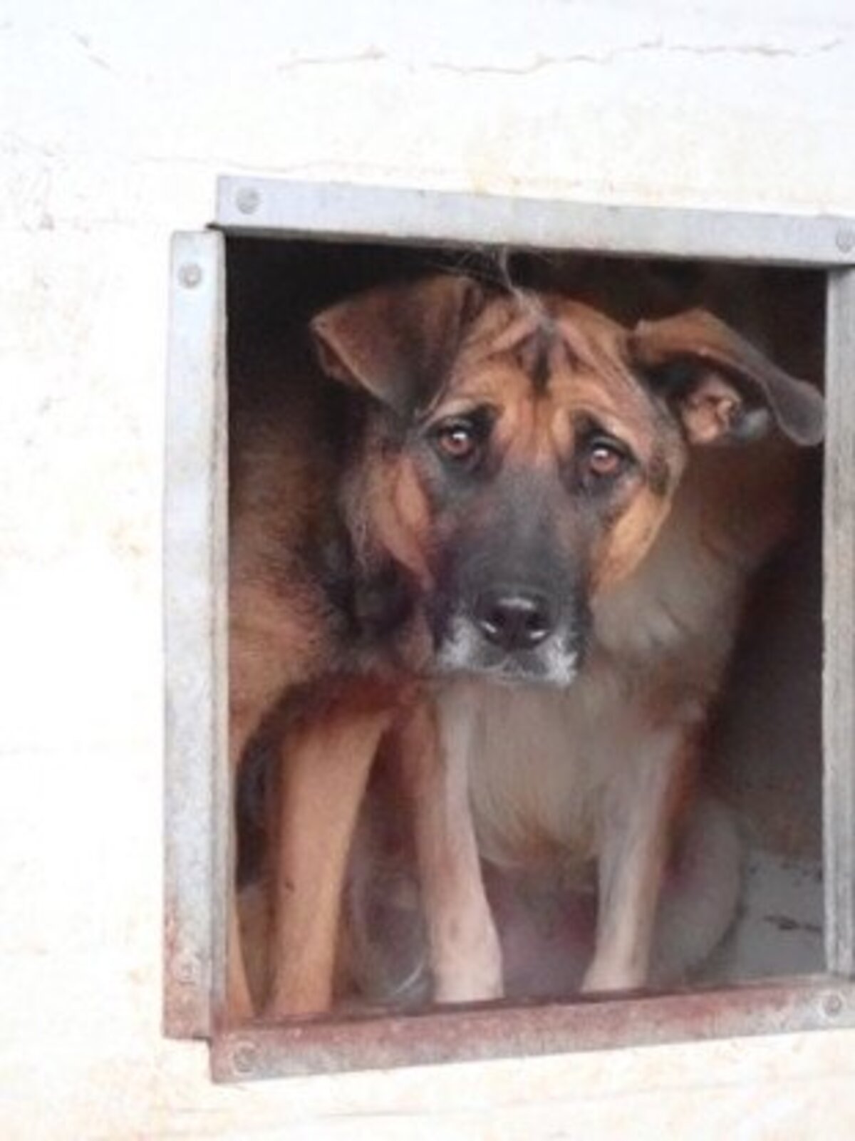 Adoption Failla
