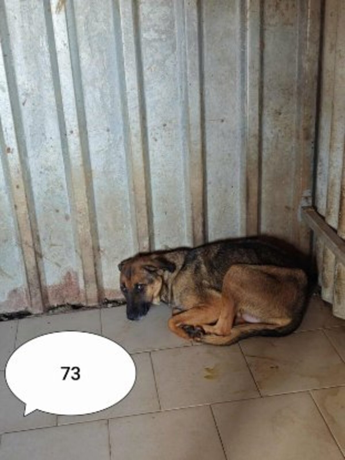 Adoption Failla