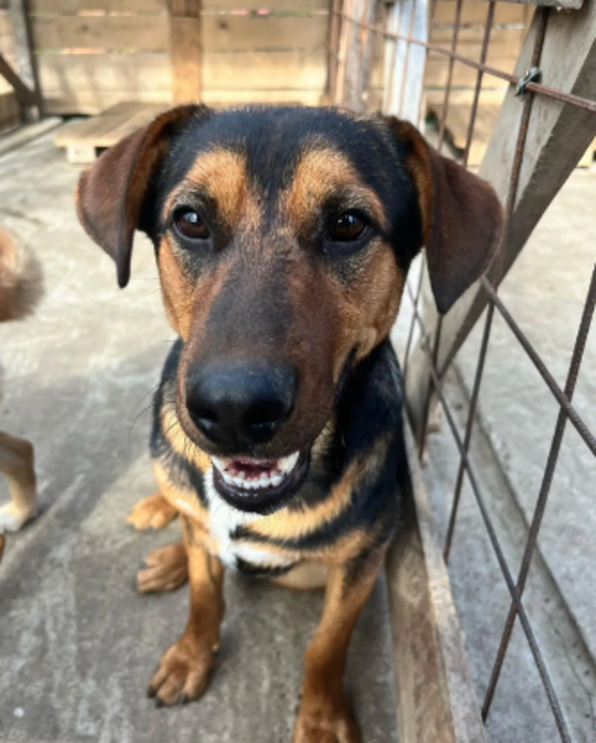 Adoption Falco