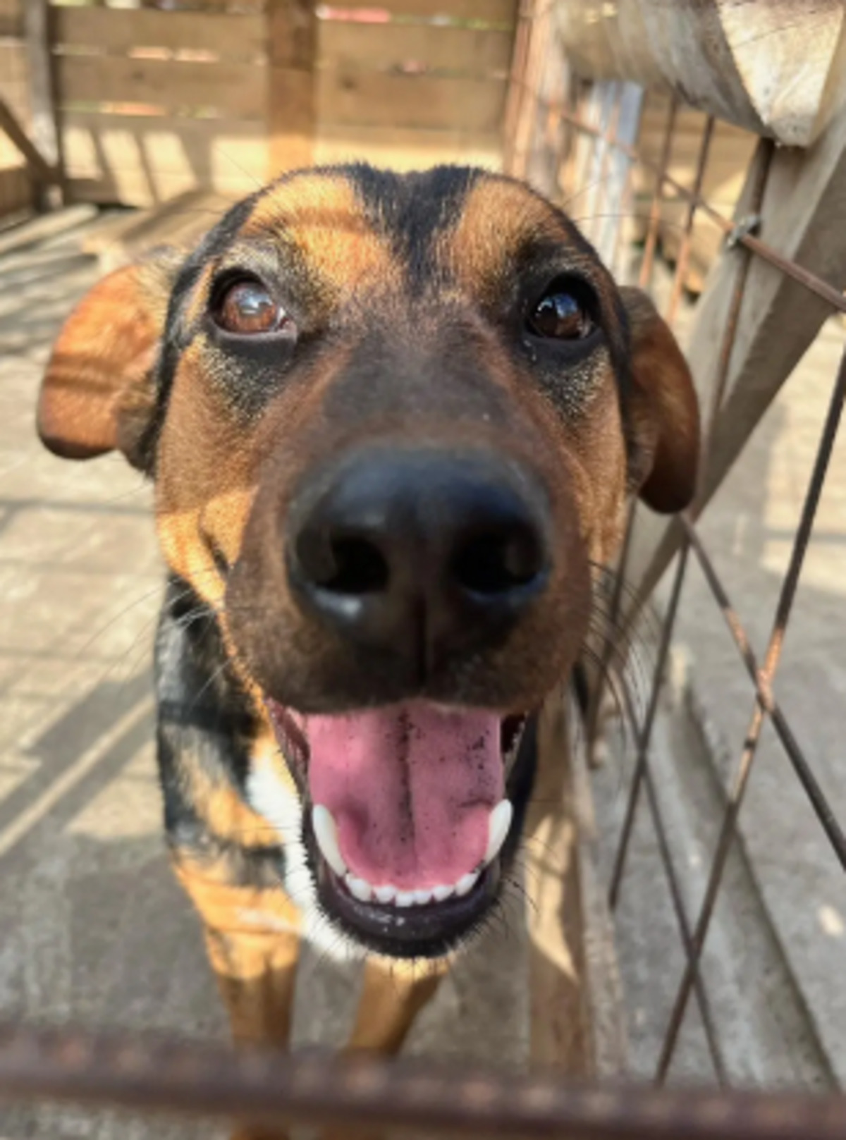 Adoption Falco