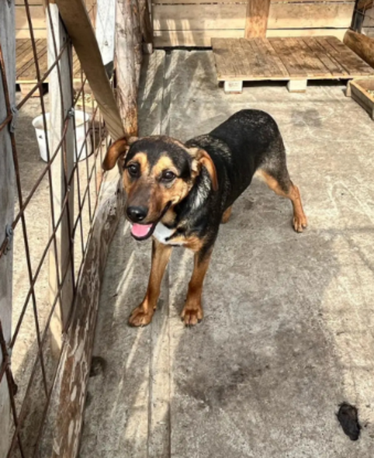 Adoption Falco
