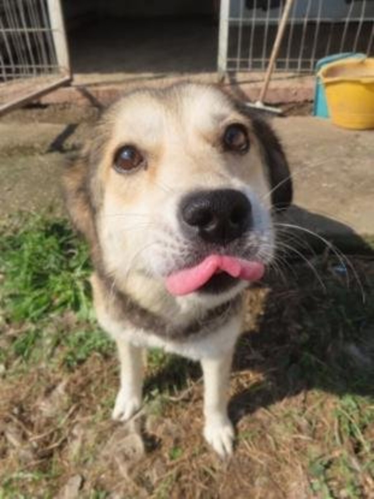 Adoption Fantine