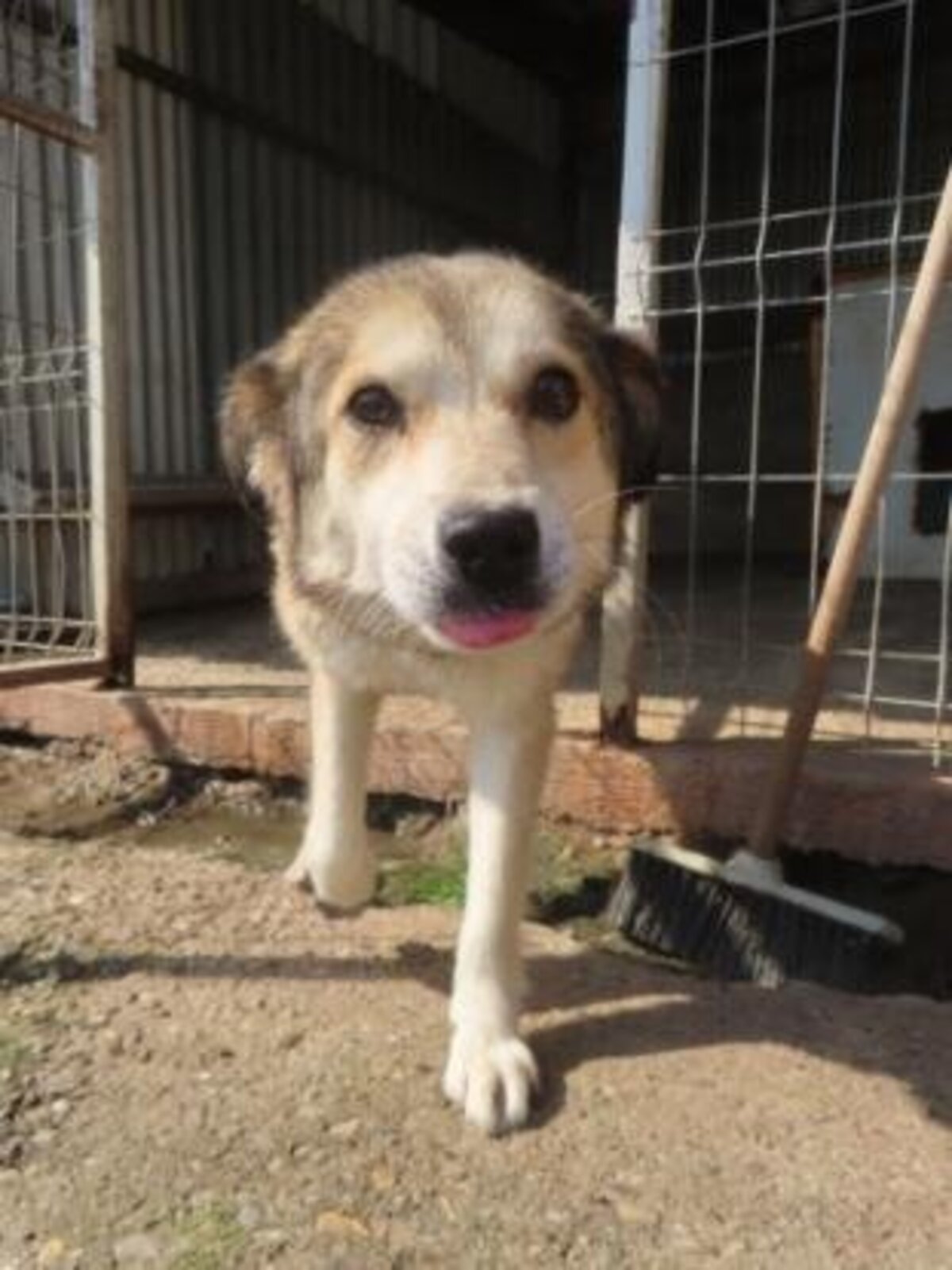 Adoption Fantine