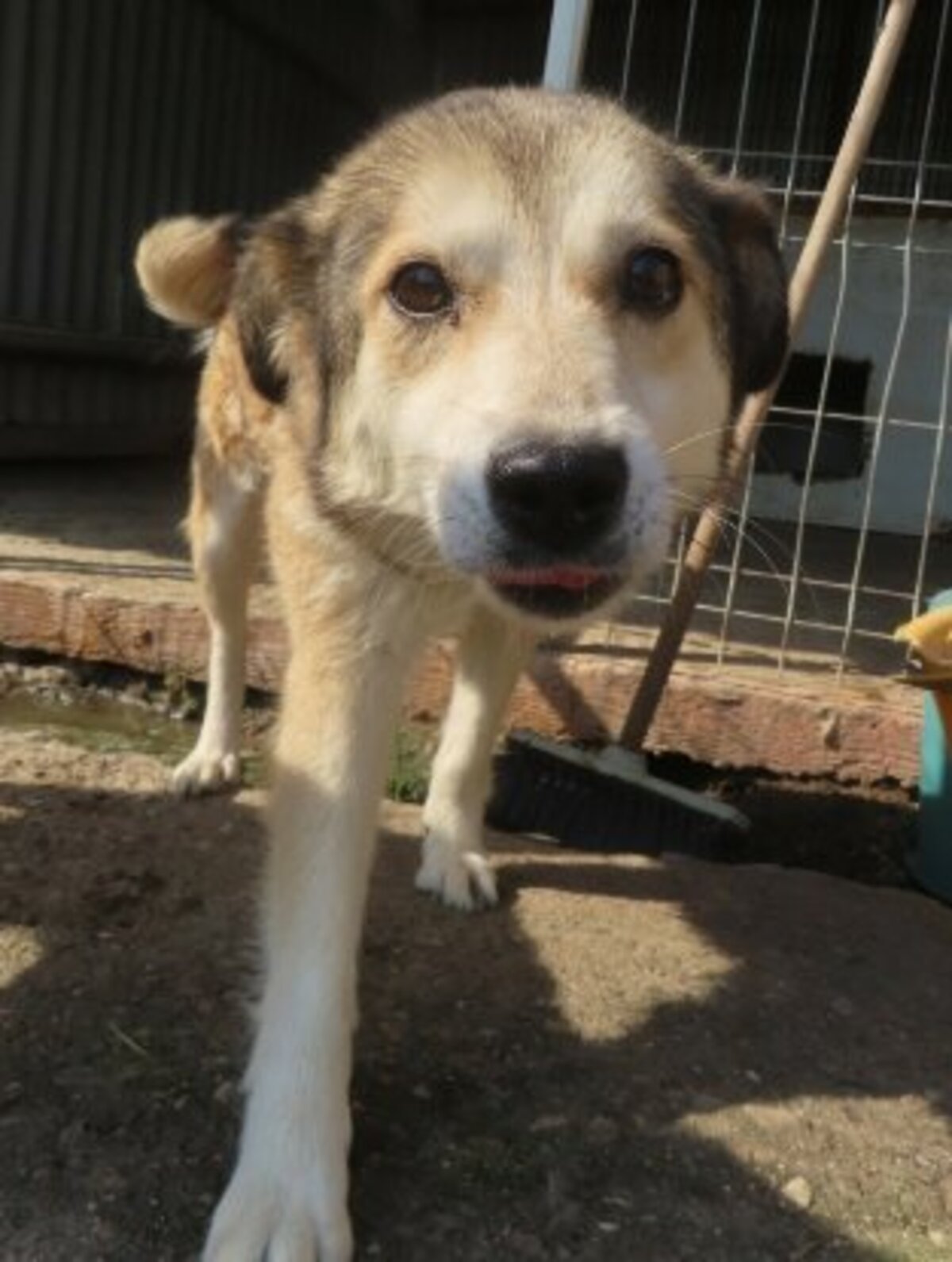 Adoption Fantine