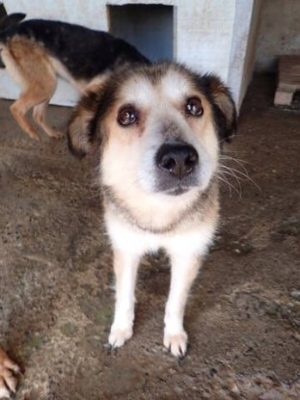 Adoption Fantine