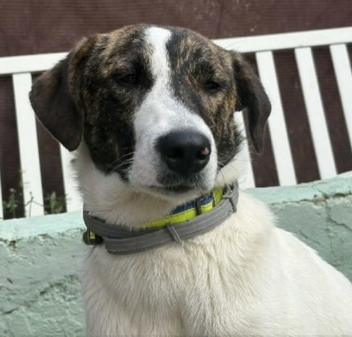 Adoption Faraon