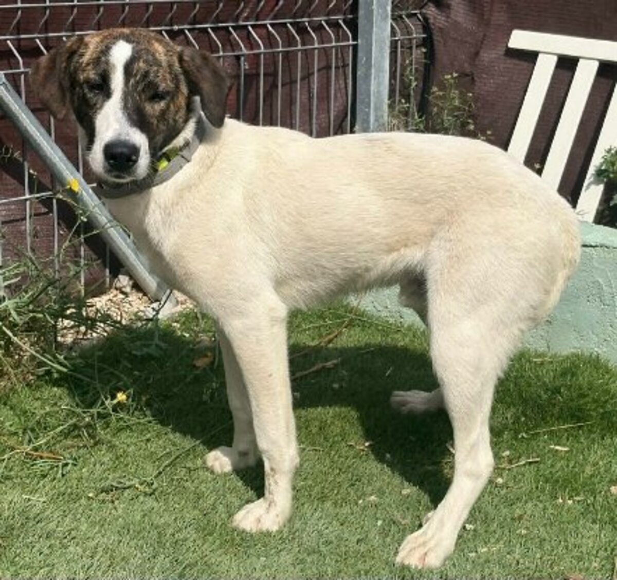 Adoption Faraon