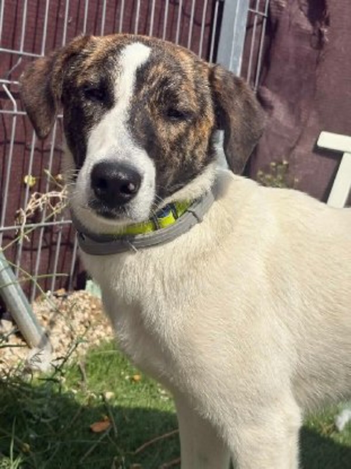 Adoption Faraon