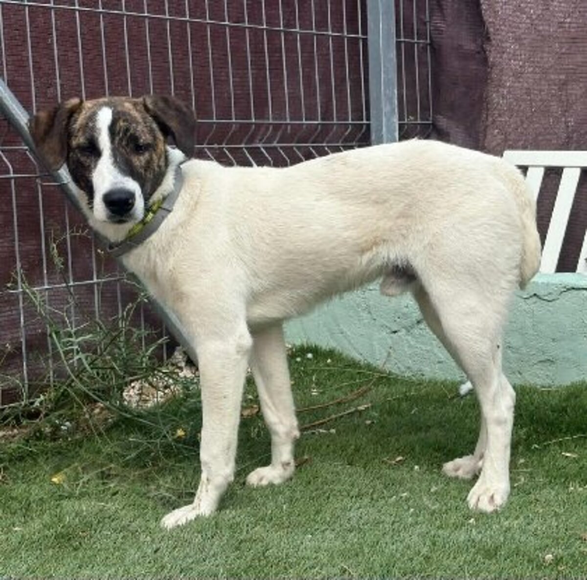 Adoption Faraon