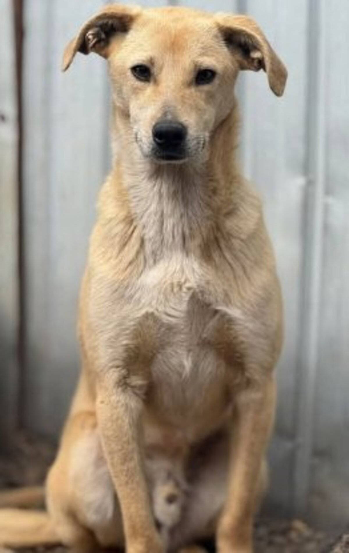 Adoption Félix