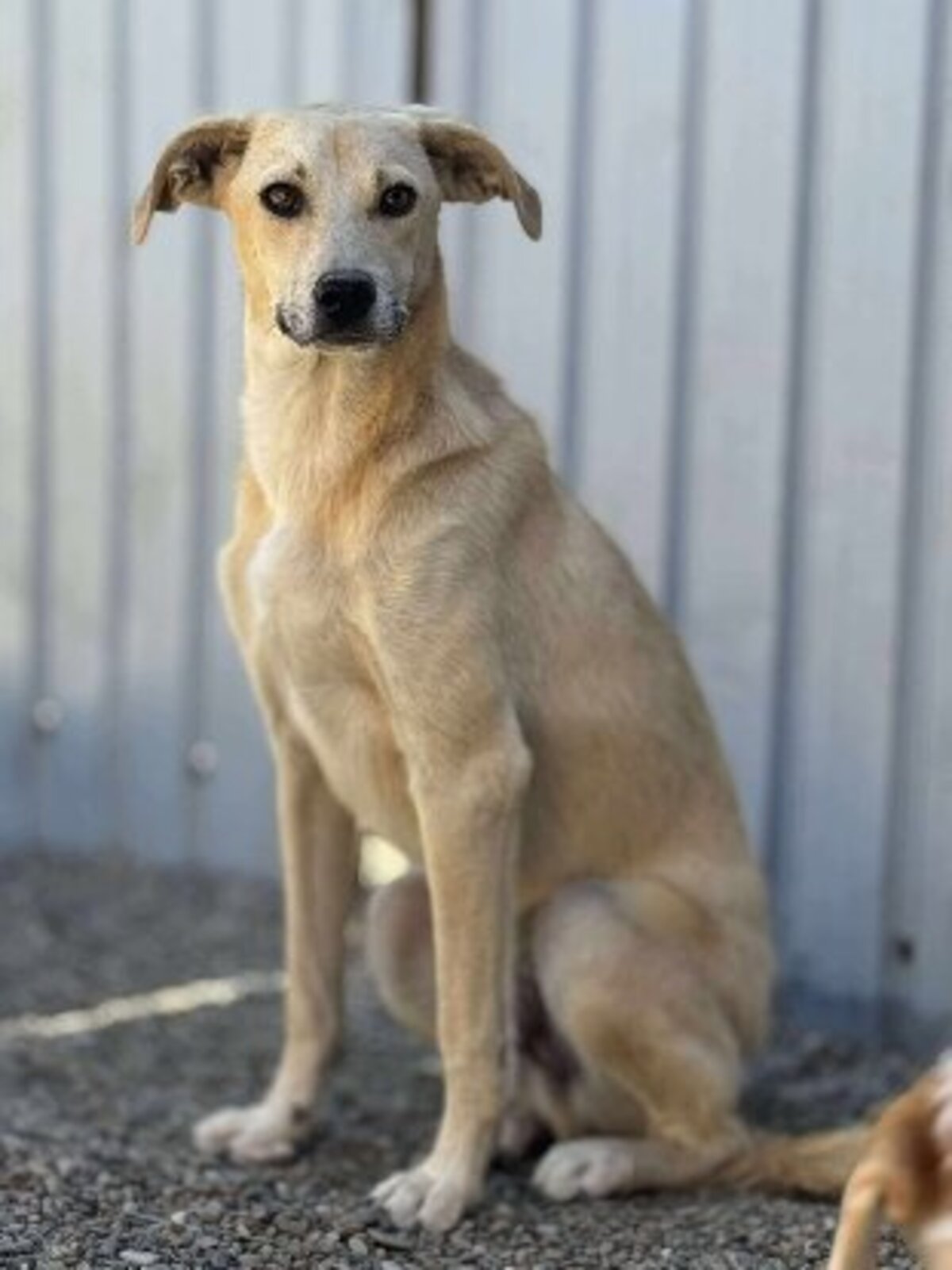 Adoption Félix