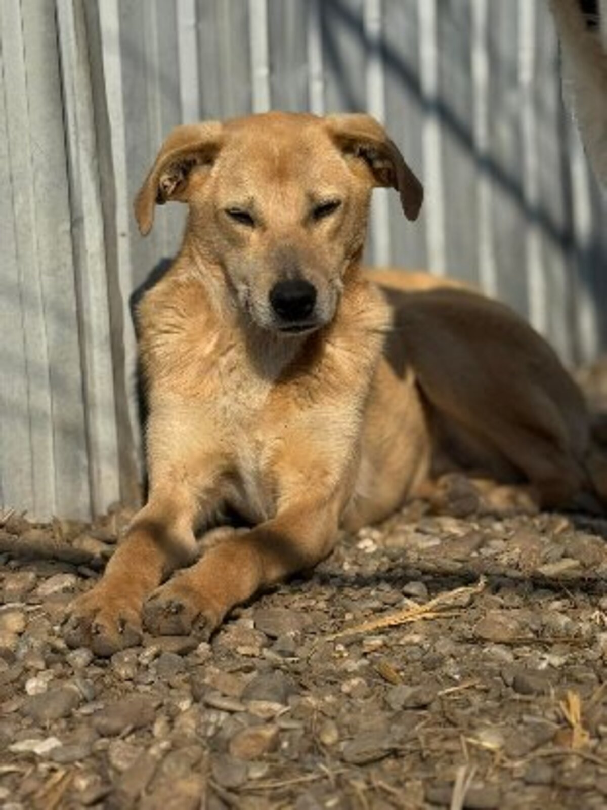 Adoption Félix