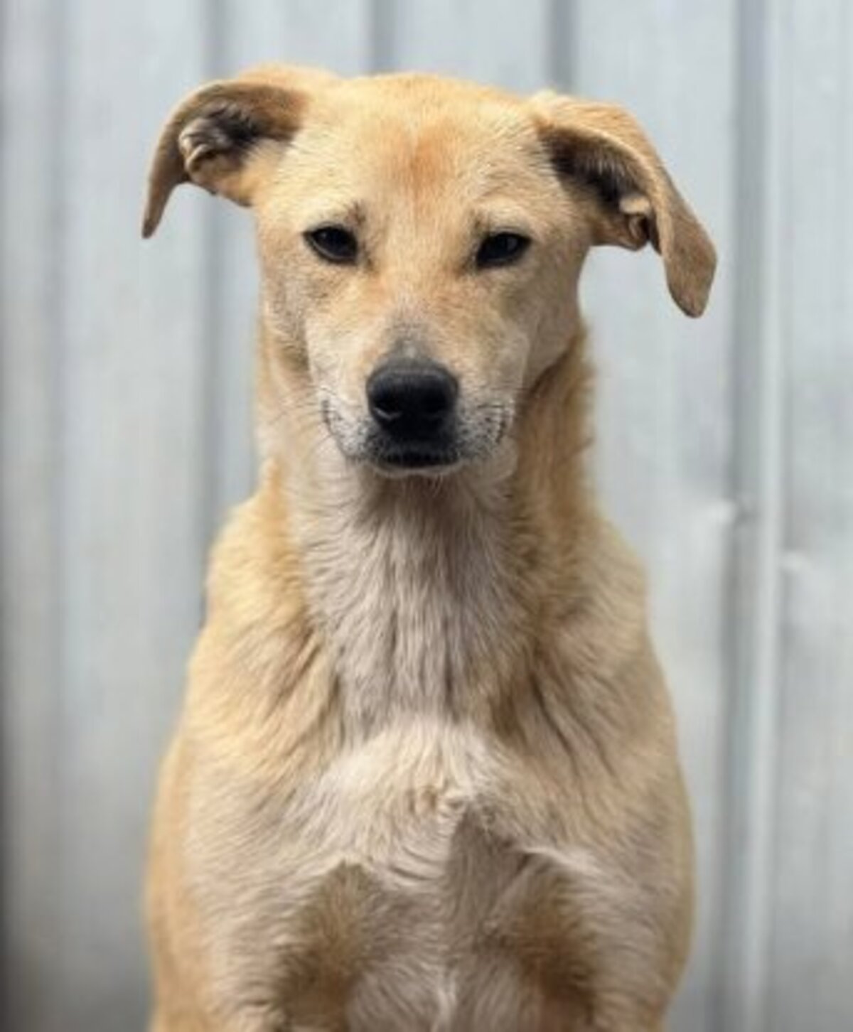 Adoption Félix