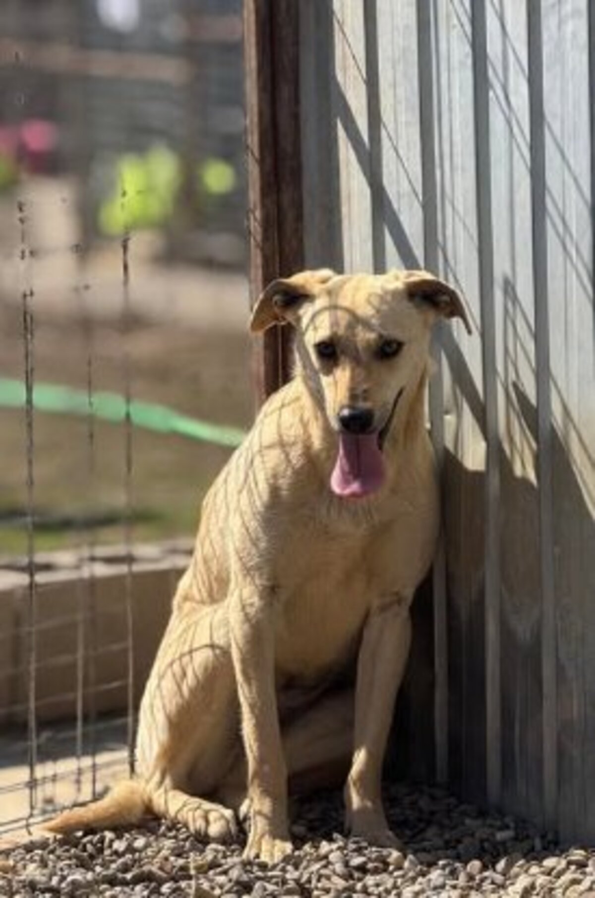 Adoption Fenta