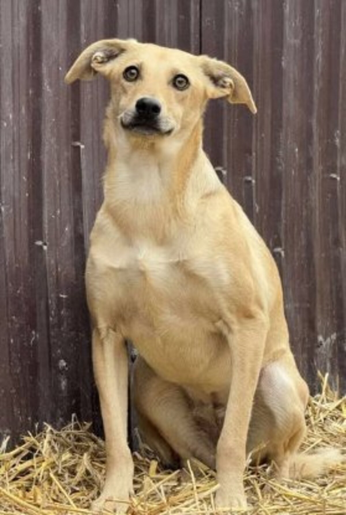 Adoption Fenta