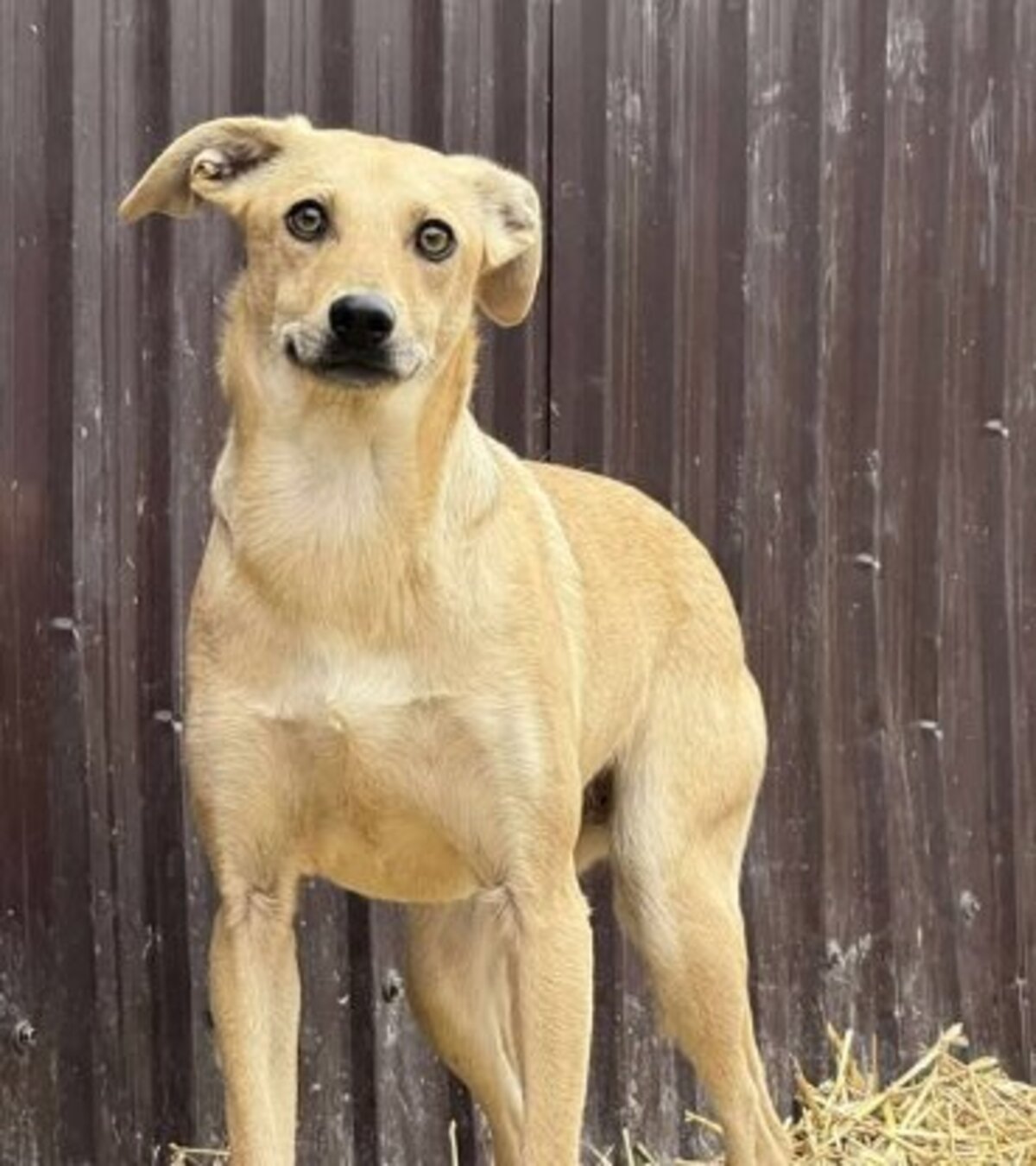 Adoption Fenta