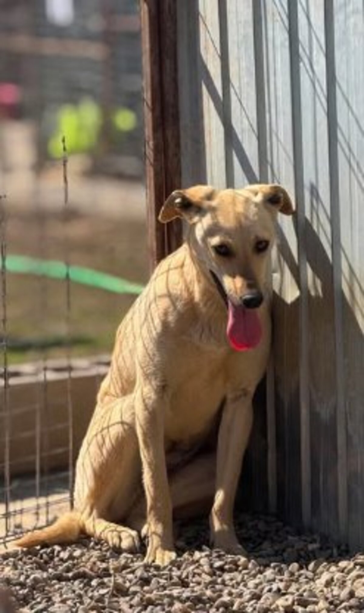 Adoption Fenta