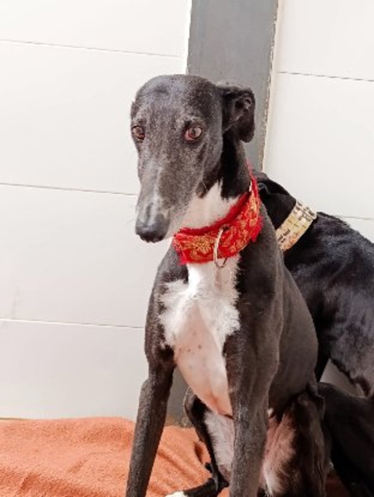 Adoption Ferit