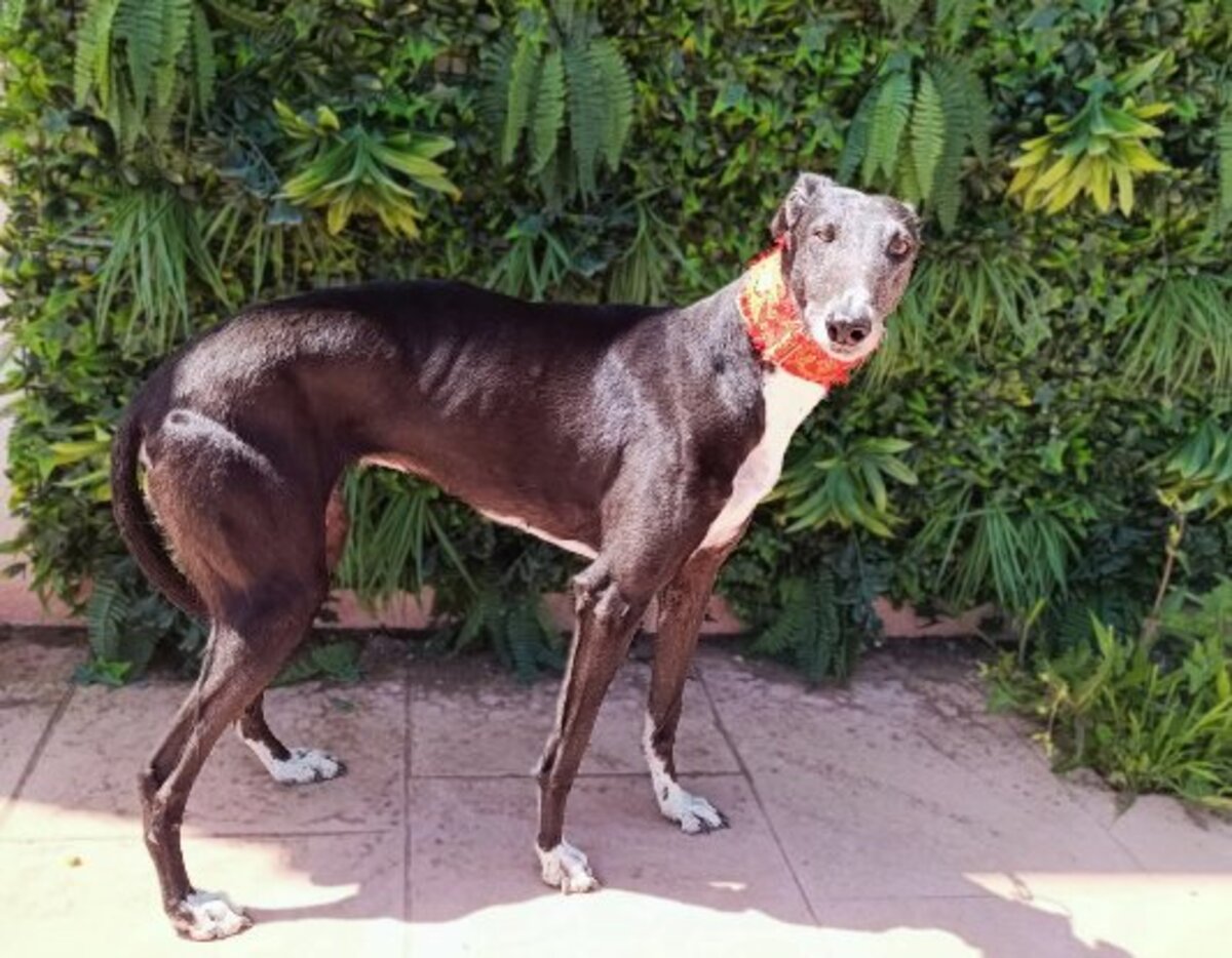 Adoption Ferit